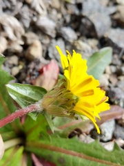Taraxacum ceratophorum