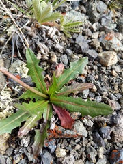 Taraxacum ceratophorum