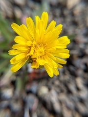 Taraxacum ceratophorum
