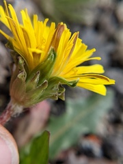 Taraxacum ceratophorum
