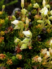 Phyllodoce glanduliflora