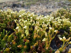 Phyllodoce glanduliflora