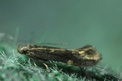 Aproaerema anthyllidella