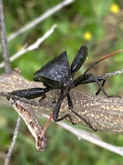 Acanthocephala alata