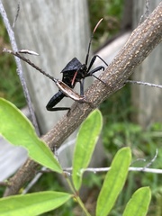 Acanthocephala alata