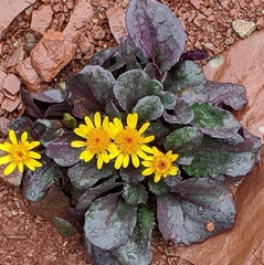 Senecio soldanella