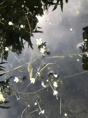 Ranunculus longirostris