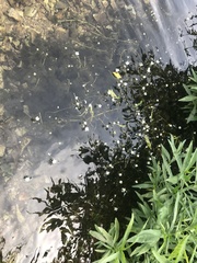 Ranunculus longirostris