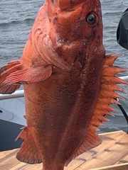 Sebastes ruberrimus
