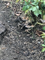 Coprinellus