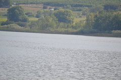 Pelecanus erythrorhynchos