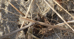Cicindela oregona oregona