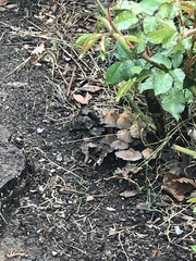 Coprinellus