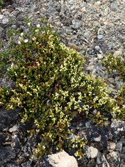 Phyllodoce glanduliflora