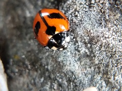 Coccinella alta