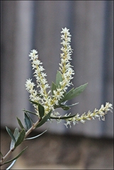 Orites diversifolius