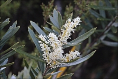 Orites diversifolius