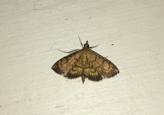 Ecpyrrhorrhoe rubiginalis