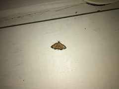 Ecpyrrhorrhoe rubiginalis