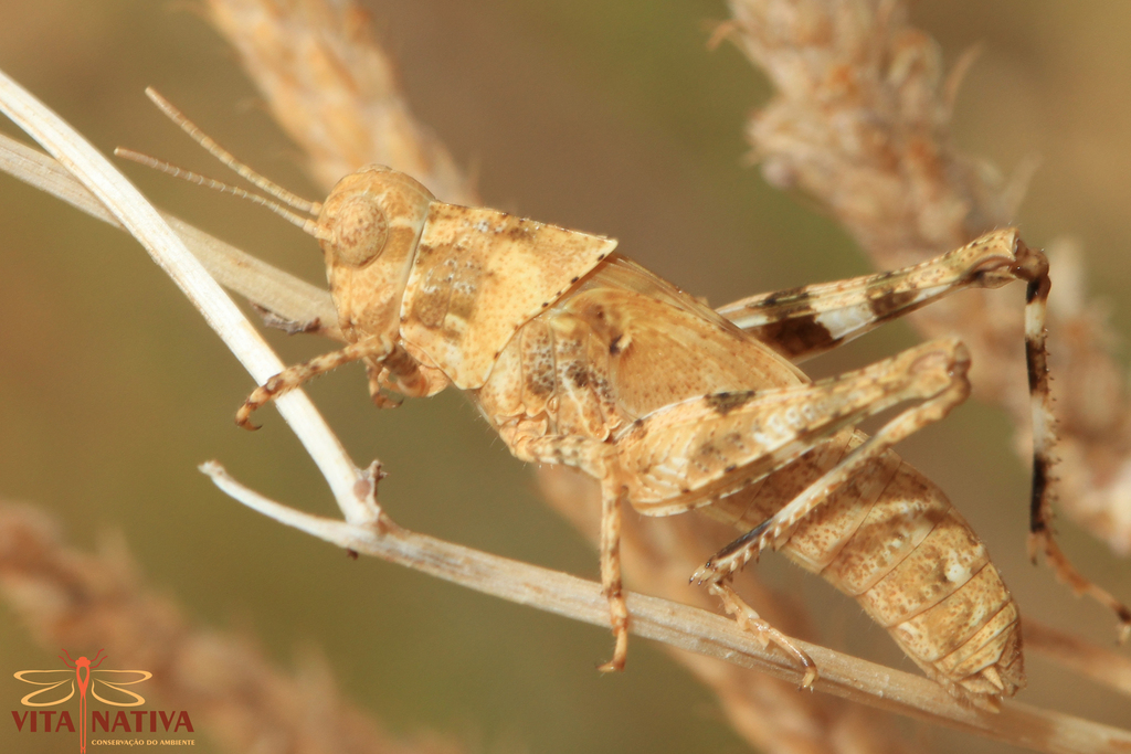 Mioscirtus