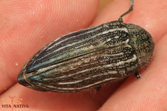 Julodis fidelissima