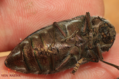 Julodis fidelissima