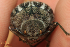 Julodis fidelissima