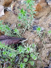 Paepalanthus fluviatilis