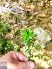 Paepalanthus fluviatilis