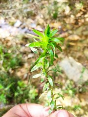 Paepalanthus fluviatilis