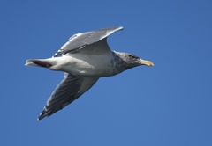Larus glaucescens