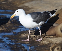 Larus occidentalis