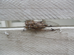 Amphipsalta