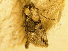 Abrostola microvalis