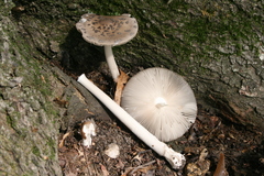 Amanita ceciliae