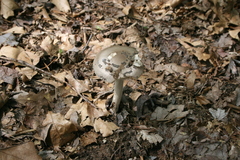 Amanita ceciliae