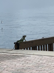 Iguana iguana