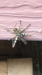 Melanoplus punctulatus