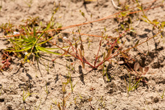 Lindernia dubia anagallidea