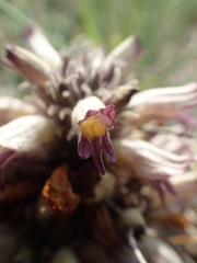 Aphyllon corymbosum mutabile