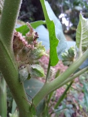 Solanum sessiliflorum