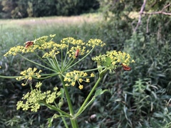 Tordylieae