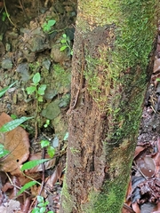 Anolis gundlachi