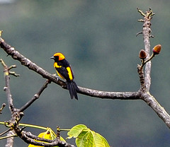 Icterus auricapillus