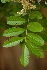 Cupania glabra
