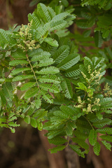 Cupania glabra
