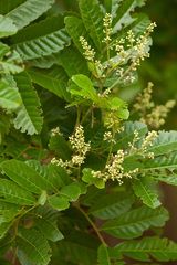 Cupania glabra