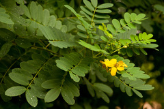 Senna surattensis