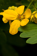 Senna surattensis