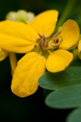 Senna surattensis